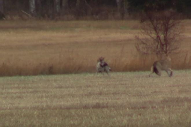 Kamera lensi saman tien penkille, kun koiransa jahtia kuvannut mies tunnisti, minkä eläimen perässä koira on. Kuvakaappaus videolta.