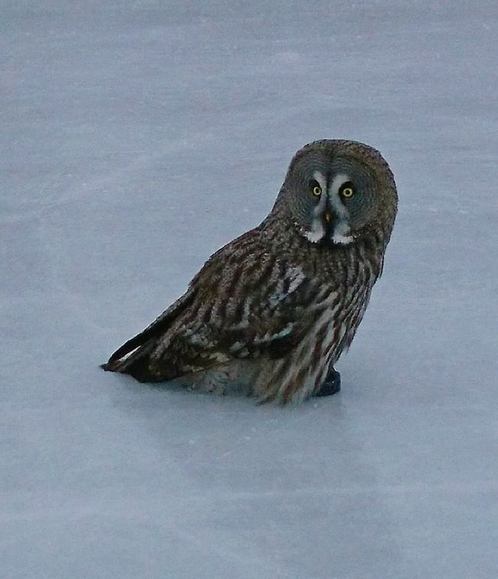 Sunnuntaina 5.2 klo 9:25, Lapinpöllö otti kiekon haltuun Niittyaron luistelukentällä.