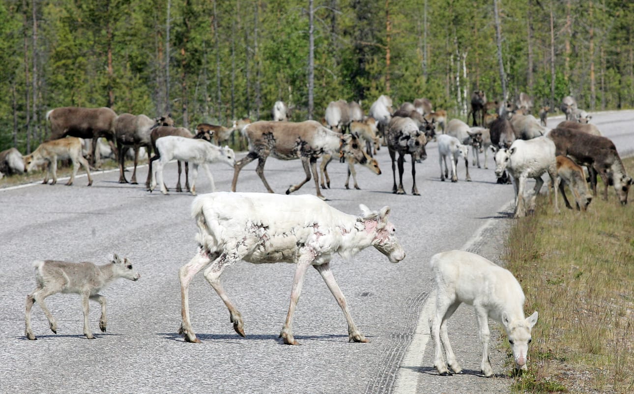 Helle ja räkkä ajavat poroja maanteille. Helteiset kesät yleistyvät ilmastonmuutoksen myötä Lapissakin.