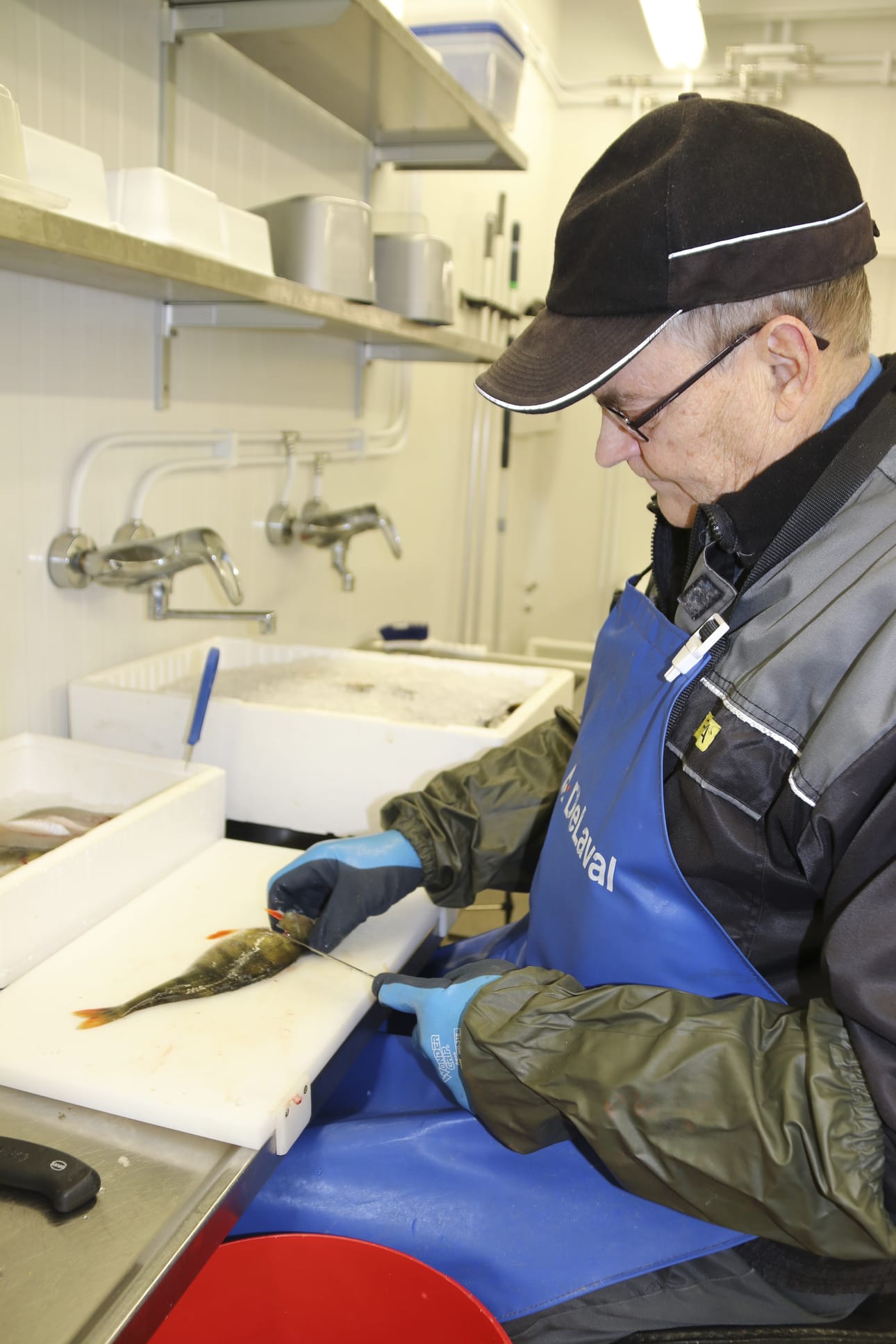 Ahvenen fileointi käy näppärästi, kun sen osaa. Seppo Lainekallio kertoo, että kalasta menee haaskiin noin 70 prosenttia ja loput on valmista ruokaa.