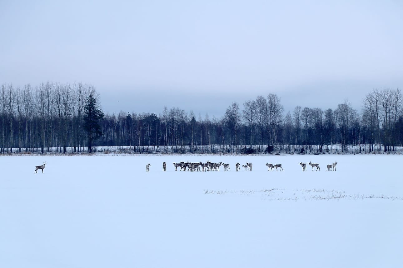 Alajärven jäällä havaittiin tällä viikolla hieman alle 30 yksilön metsäpeuralauma. Riistakeskuksen Mikael Niemen mukaan lentolaskenta tullaan suorittamaan helmikuussa, mikäli lumiolosuhteet sen sallivat.