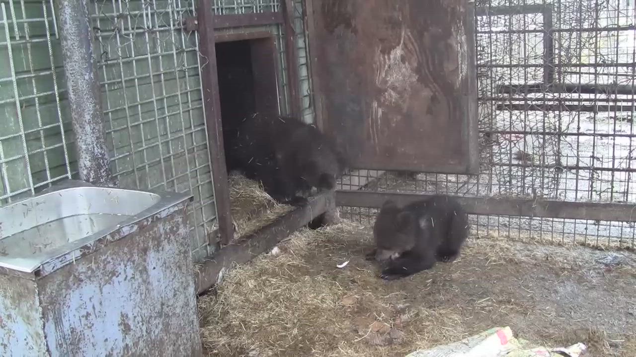 Video: Kuusamon suloiset karhunpennut hoipertelevat aitauksessa ja maistelevat mansikkaa