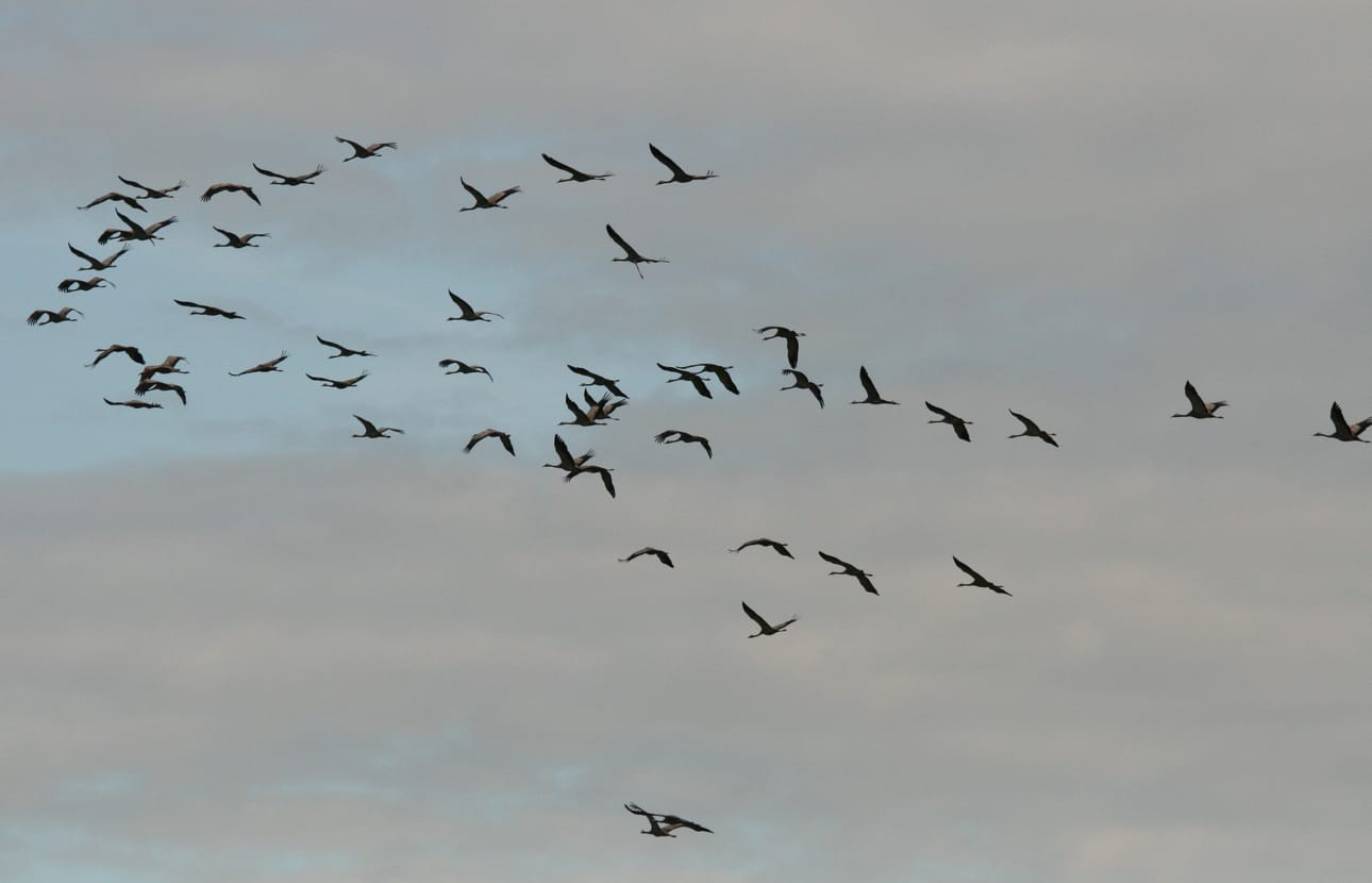 Kurkien muutto voi olla näyttävää.