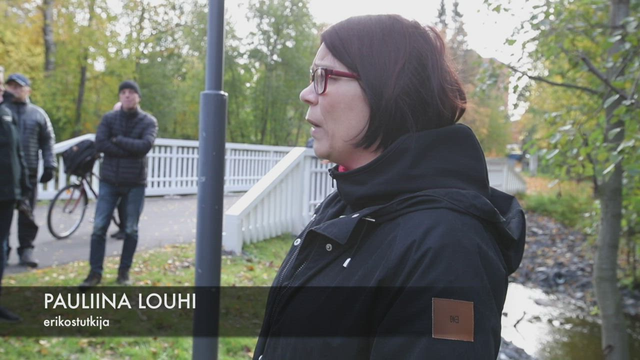 Hupisaarten puroihin kotiutetaan Oulujoen taimenta