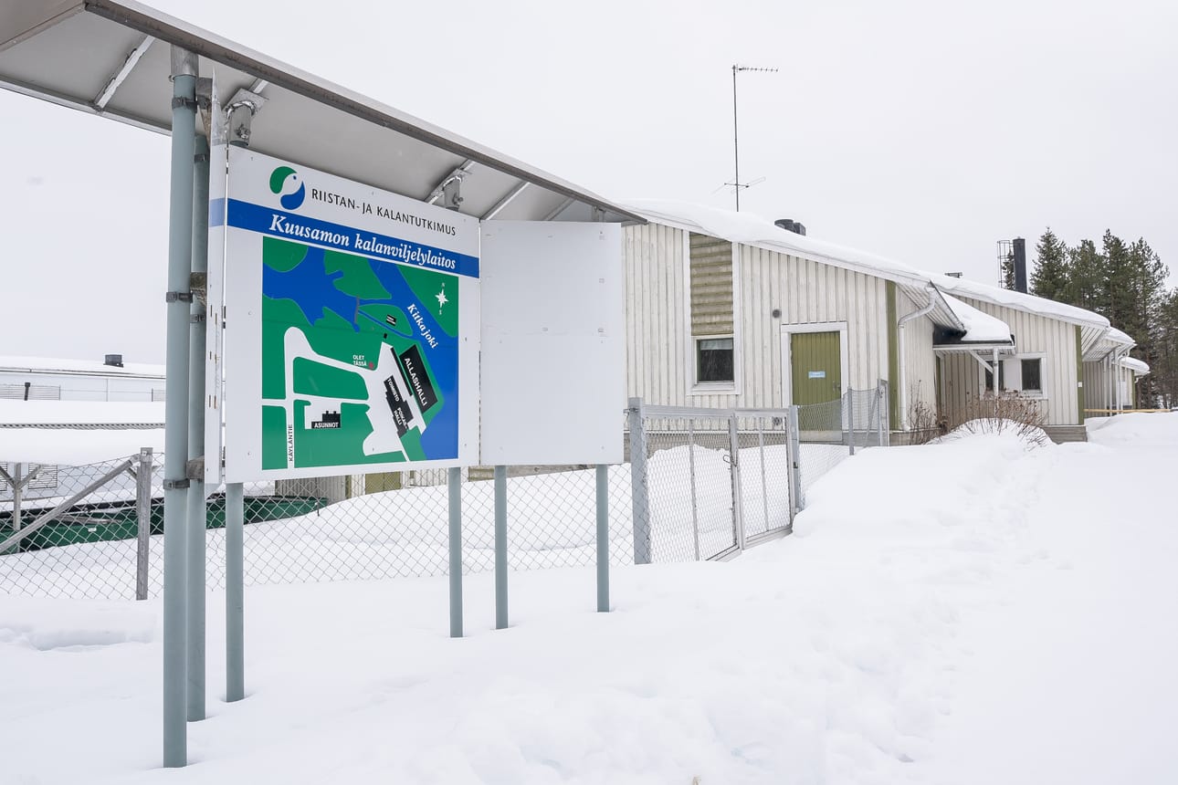 Käylän kalanviljelylaitoksen toiminta on lopetettu. Nyt kiinteistöä myydään huutokaupalla.