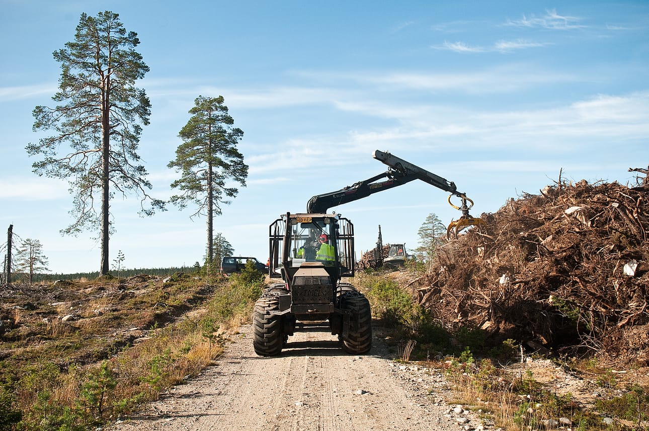 Hakkuista jäljelle jäävien kantojen merkityksestä kiistellään. Pitääkö ne jättää paikoilleen vai ottaa energiakäyttöön.