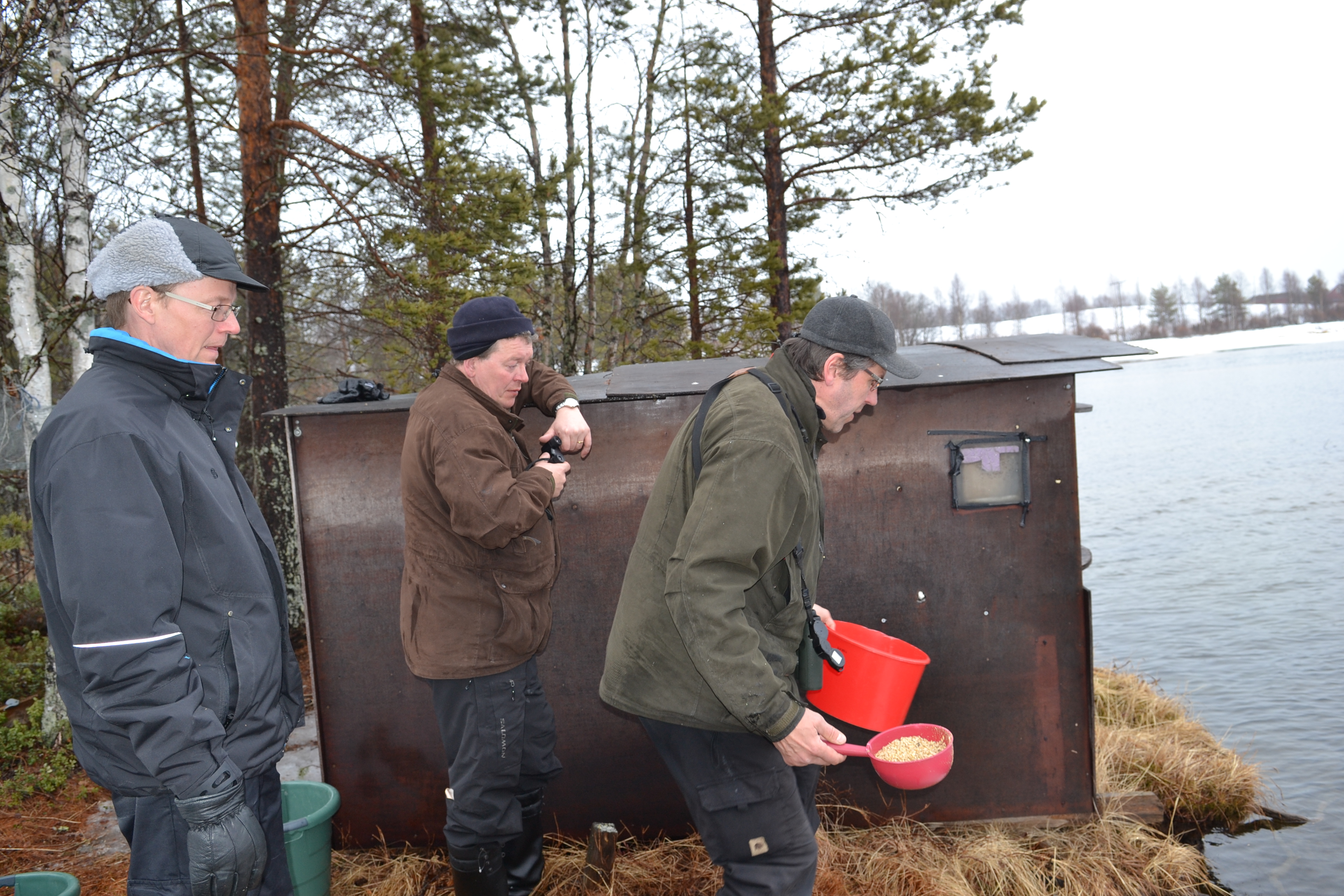 Äkäslompololaiset  Reino Komulainen (vas.) ja Vesa Kaulanen (oik.) olivat ihmeissään siitä, kuinka lähelle Olli Lamminsalon kojuja joutsenet uivat.