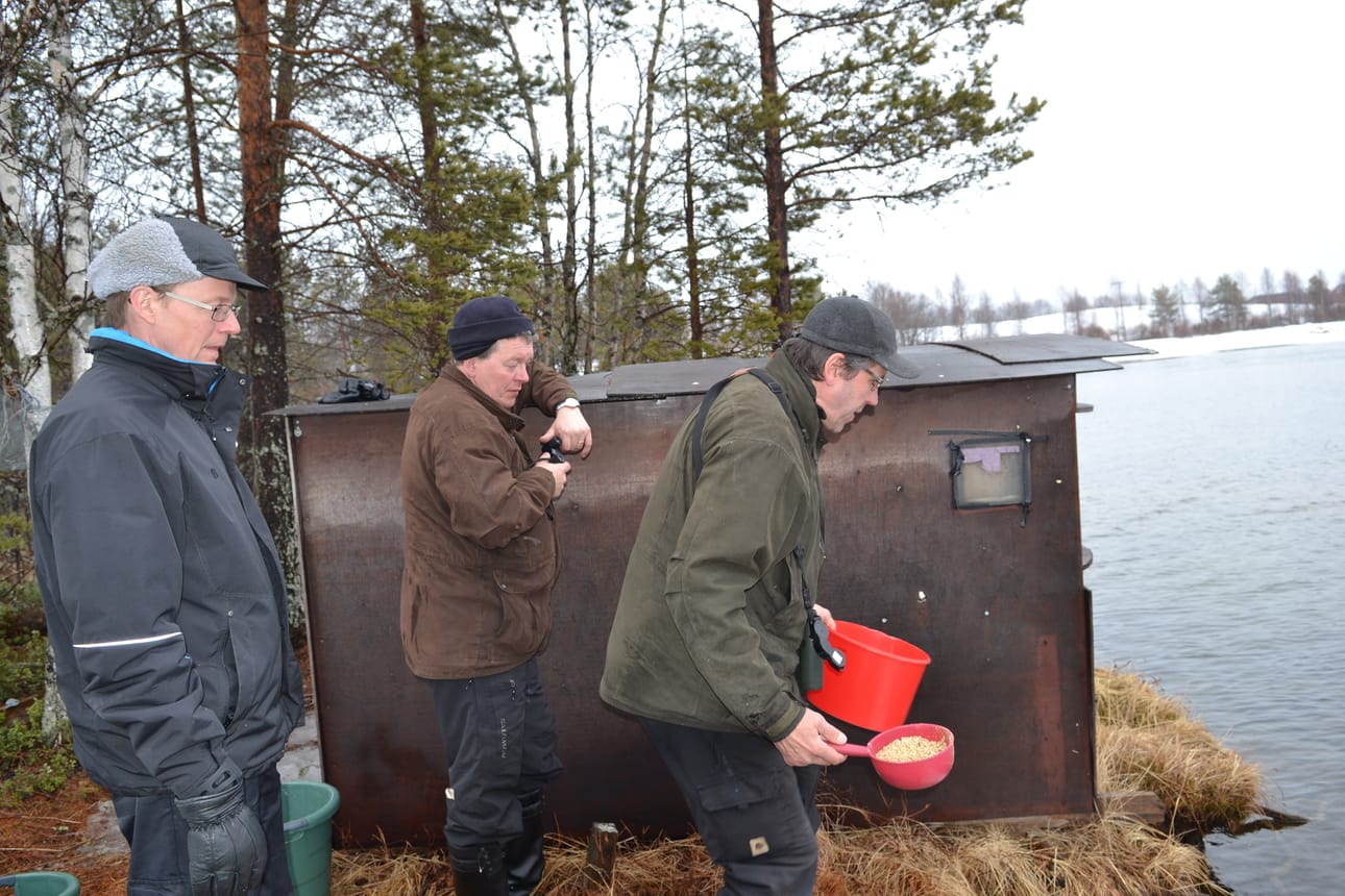 Äkäslompololaiset Reino Komulainen (vas.) ja Vesa Kaulanen (oik.) olivat ihmeissään siitä, kuinka lähelle Olli Lamminsalon kojuja joutsenet uivat.