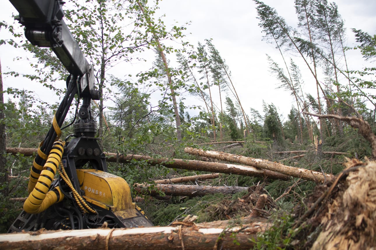 Paula-myrsky tuhosi laajasti metsää kesäkuussa 2021 muun muassa Rantsilassa.