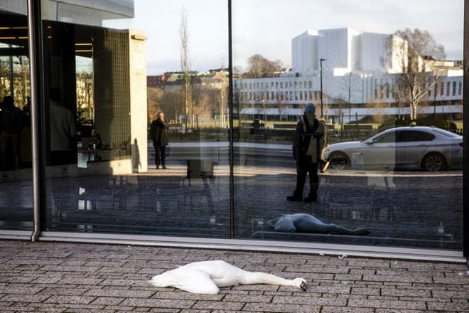 Lintu lensi päin Alma-taloa, joka sijaitsee Helsingin päärautatieaseman lähistöllä. Kuvat: Joel Maisalmi