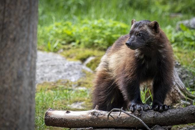 Ahma oli kirjajulkkaripäivän (Suuri ja pieni ahma) takia pääosassa Ähtärin eläinpuistossa keskiviikkona. Ahmat ja muut eläimet näkivät noin 4500 kävijää. KUVA: TIMO AHOPELTO