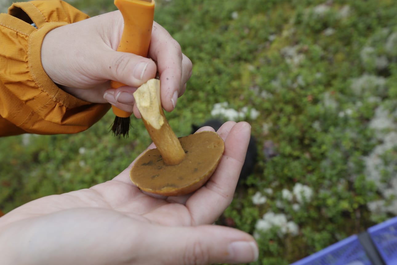 Kangastatti oli yksi niistä ruokasienilajeista, joiden todettiin keräävän eniten cesiumia.