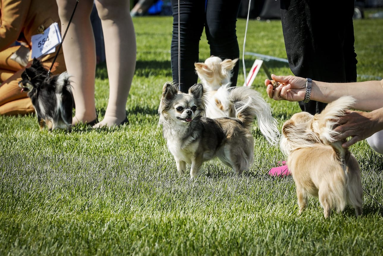 Pikkuruiset chihuahuat kilvoittelivat helteessä paremmuudestaan.