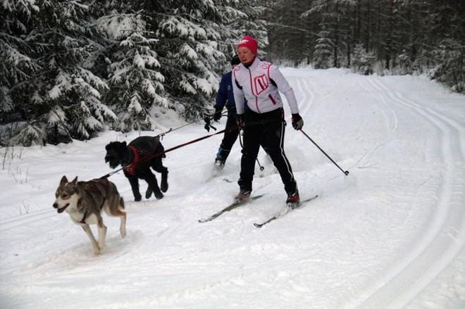 Marjukka Lehtimäen siperianhusky Viuhti ja Elisabeth Killisen suursnautseri Veke nauttivat vauhdista Mäenpään kuntoradan kurveissa ensimmäisen kerran kaksi vuotta sitten. Sama meno jatkuu tänä talvena. ARKISTOKUVA: ANU NAHKALA