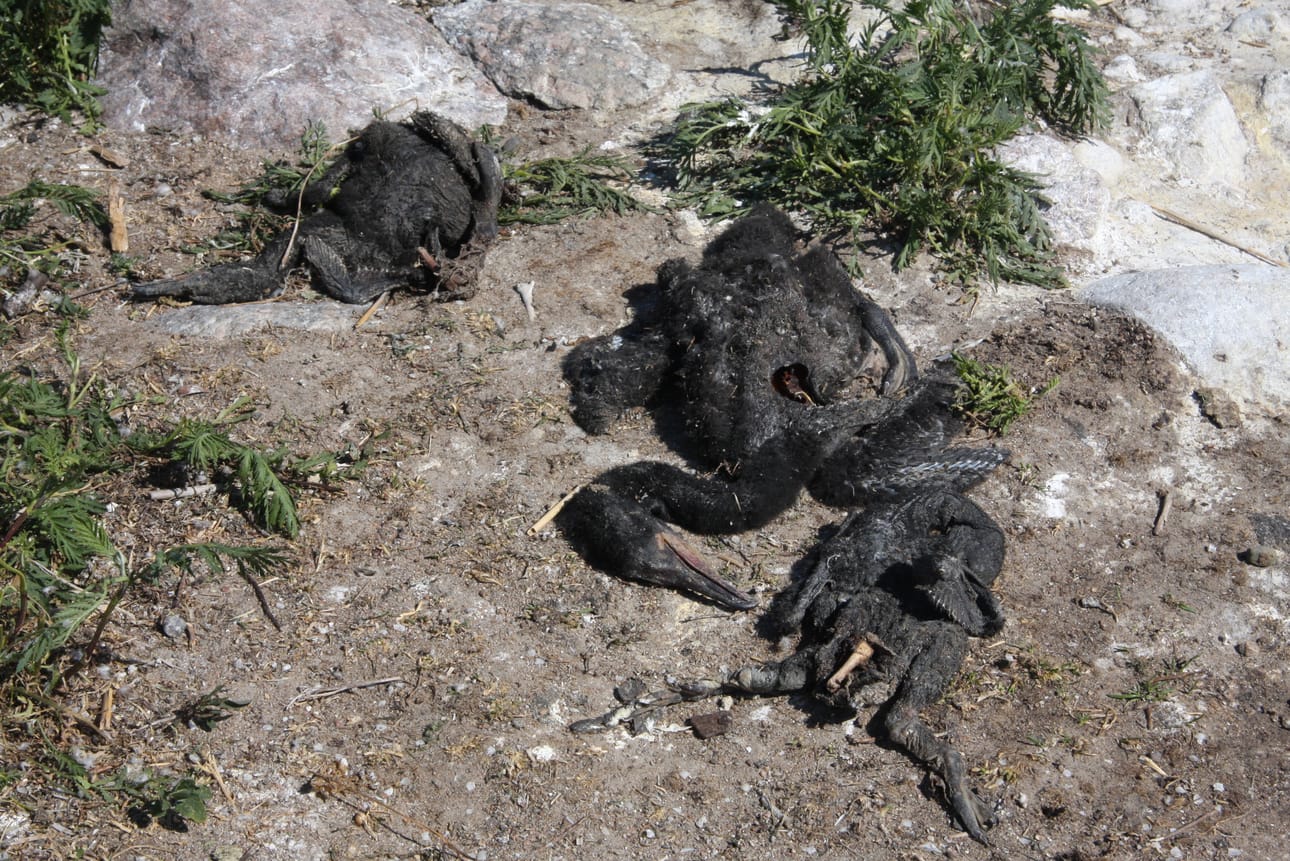 Ympäri saarta lojuneet poikaset oli tapettu mahdollisesti nuijimalla ne kivillä hengiltä.
