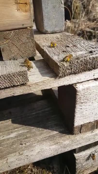 Mehiläisille suotuisa kevät