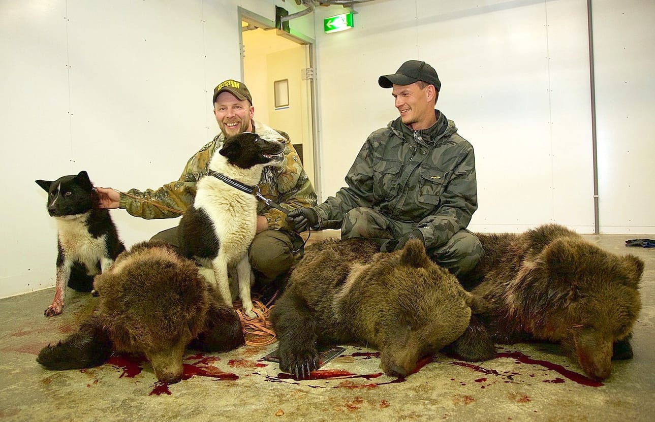 Tänä syksynä karhukortin ampunut, Maaninkavaarassa Posiolla asuva Sami Mursu (oik.) ampui kolme karhua lähes samaan läjään keskiviikkoiltana Jäkälävaaran ja Lapioselän väliin osuvalla harjanteelle. Koiramiehenä toimineen sallalaisen Tapani Hautajärven kaksi karjalankarhukoiraa löysivät karhut makaamassa. (Kuva: Kari Koskimaa)