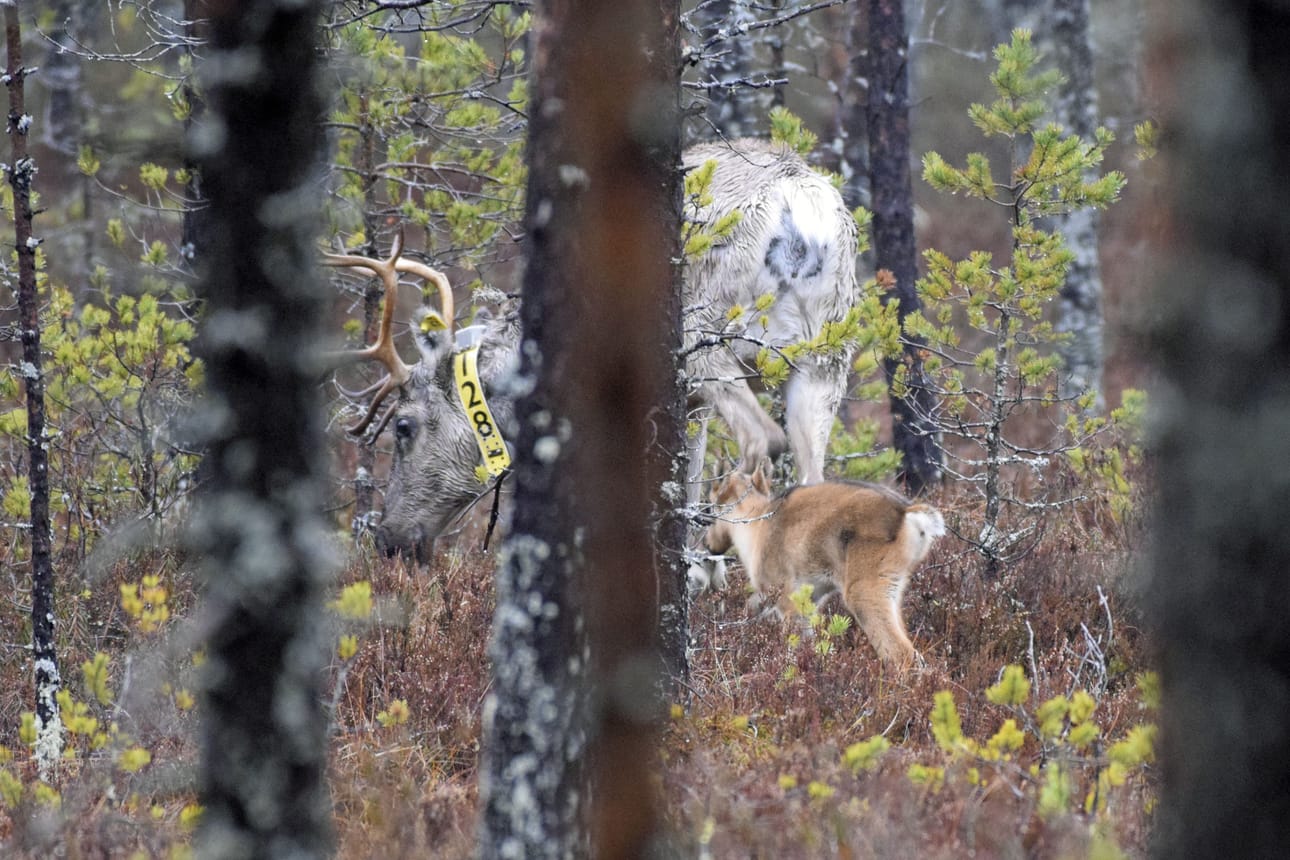 Lauhanvuoren alueella elävä metsäpeuravaadin ja aivan tuore, tämän kevään vasa.