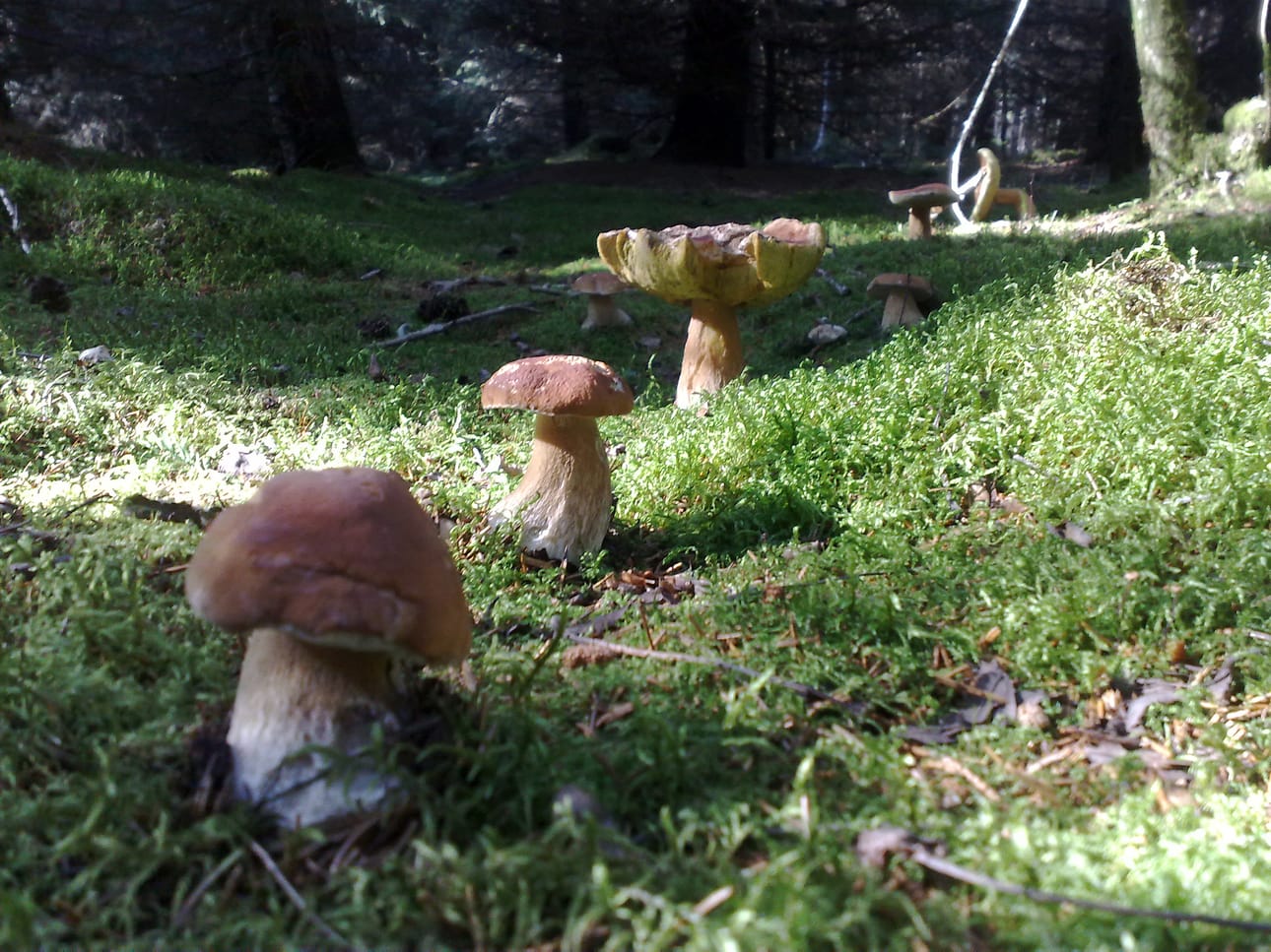 Herkkutatteja kasvaa monenlaisissa metsissä, hakamailla ja metsänreunoilla. Tatista voidaan saada useampi sato sesongin aikana. Kuvan herkkutateista kolmas edestä alkaa olla muita vanhempi.