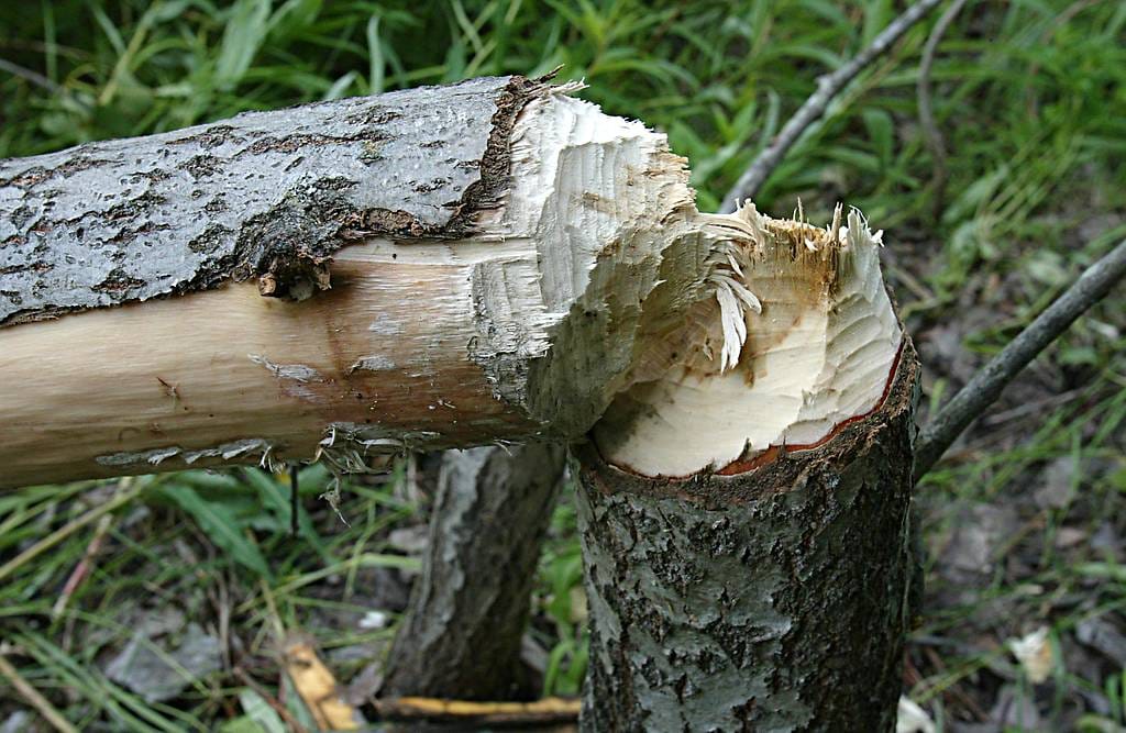 Majava on pystyvä eläin. Puiden kaatamisen ohessa sen on uutisoitu aiheuttaneen haittaa ihmisille.