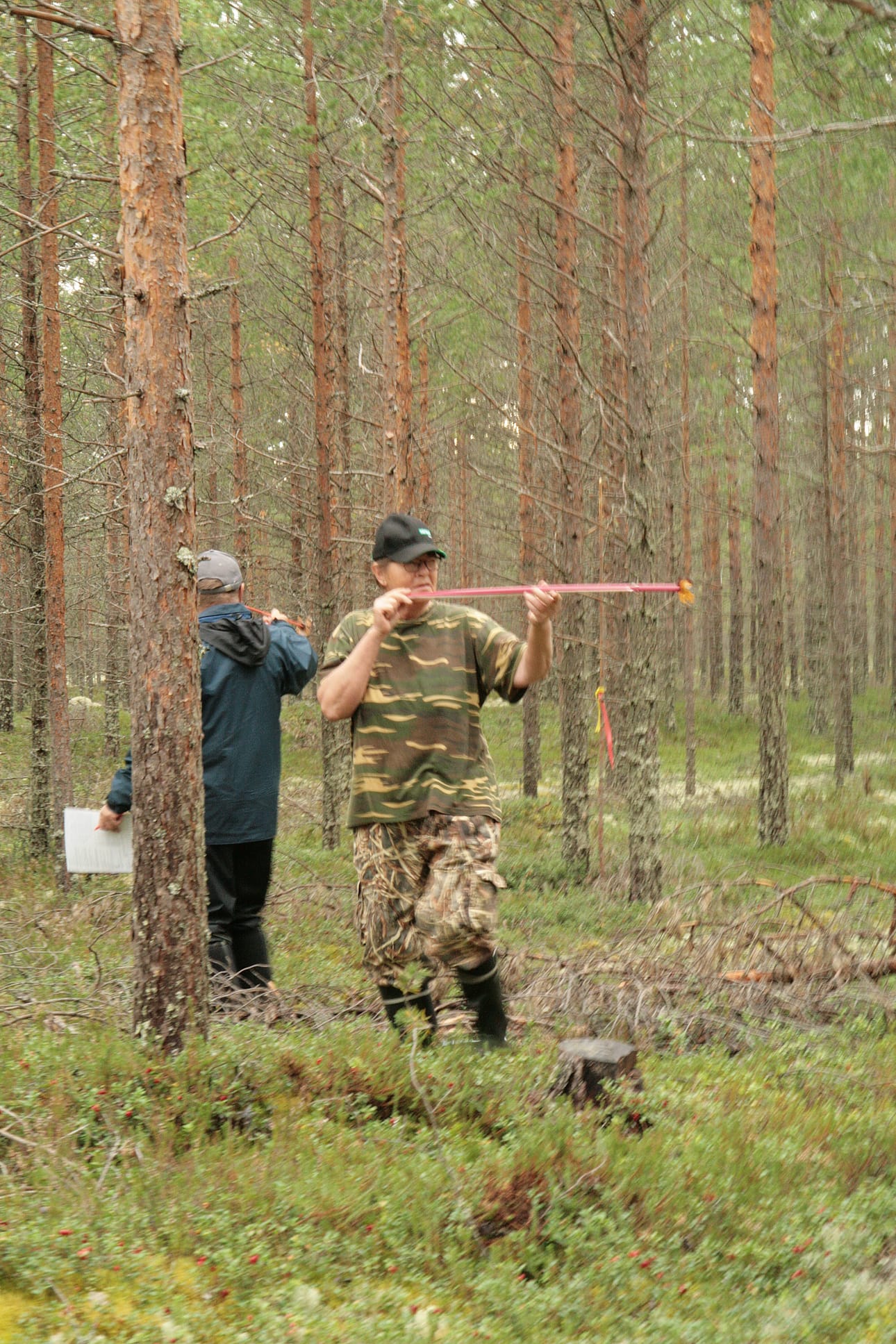 Tyrnäväläinen Tuula Kallinen voitti Lumijoella järjestetyn metsätaitokisan naisten sarjan. Kuvassa hän suorittaa toista tehtävärastia, joka mittasi metsikön käsittelytaitoa.