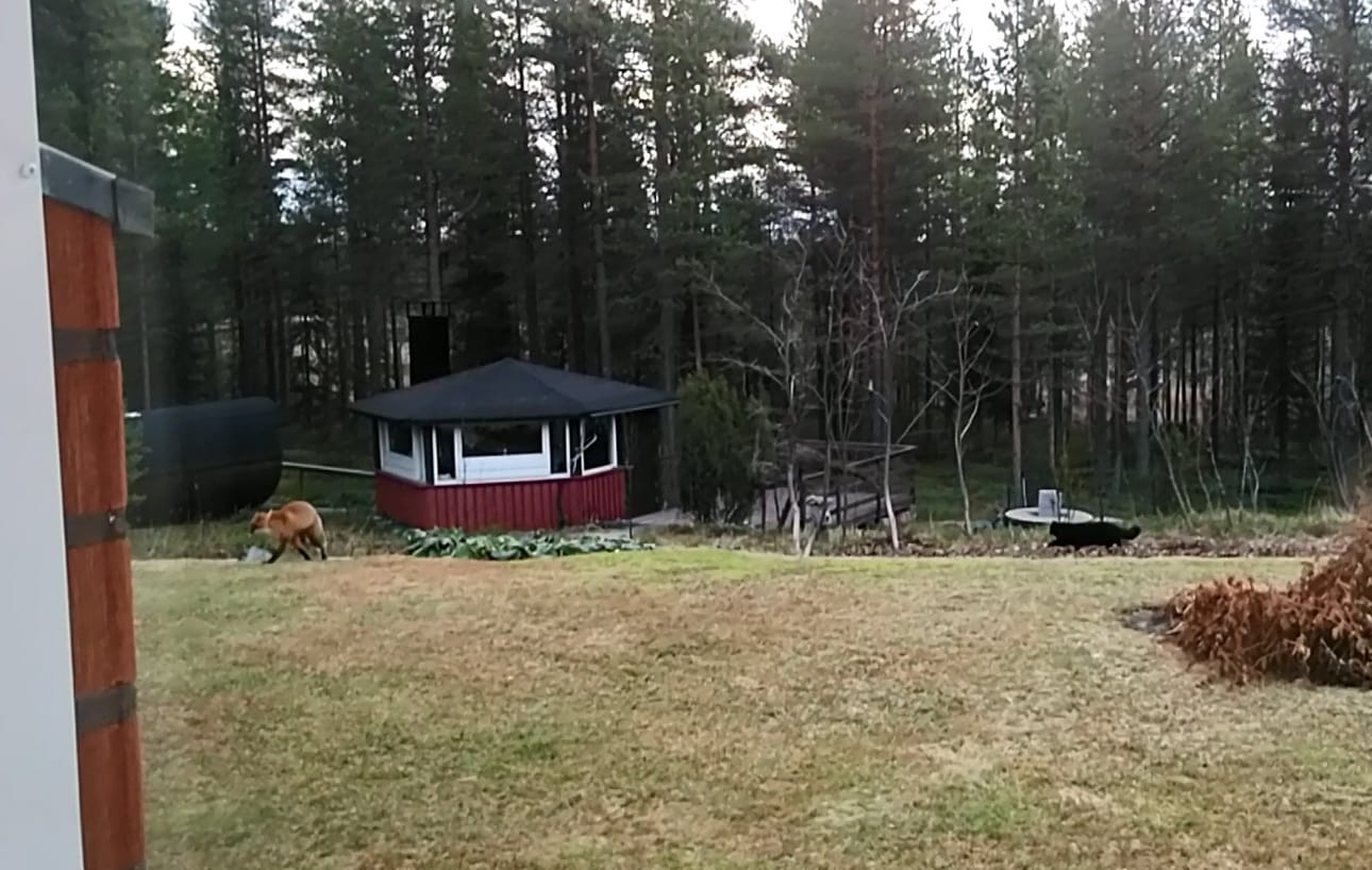 Musta kissa päätti pistää ketulle kampoihin.