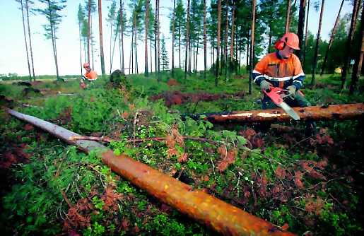 Metsurit Hannu Ollila (taustalla) ja Markku Ollila raivasivat puita Kokkokankaan ja K-Raudan välisellä palstalla myrskyn jäljiltä.