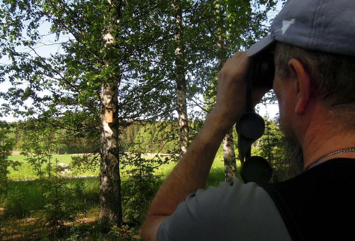 BirdLife Suomi korostaa, että lintuja on tarkkailtava niitä häiritsemättä, eikä pönttöihin tule esimerkiksi kurkistaa. LEHTIKUVA / Ritva Siltalahti