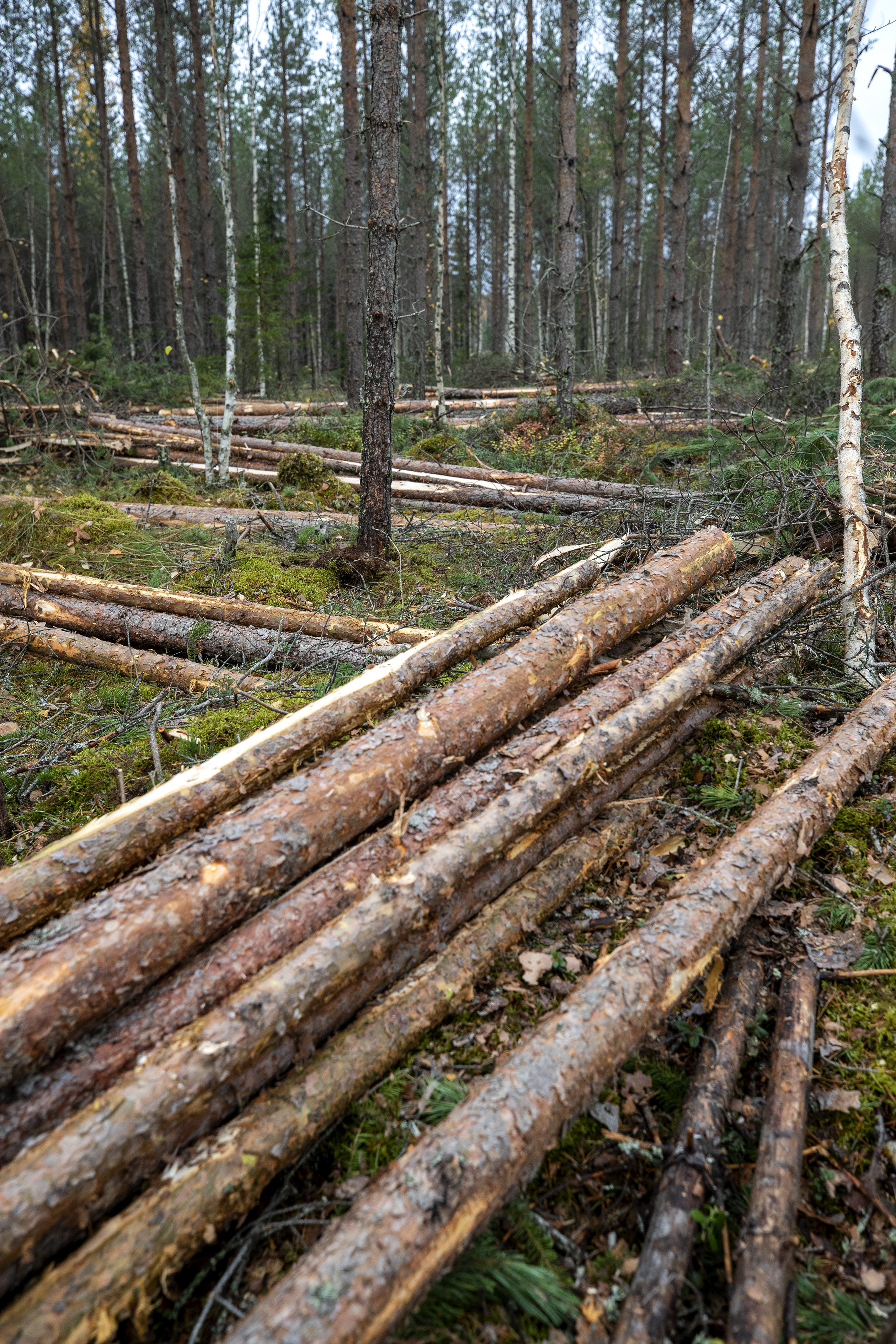 Iso luuta lakaisee – ei kansantalous kaadu, vaikka maksetaan nykyisiä työ- ja virkaehtosopimusten mukaisia palkkoja