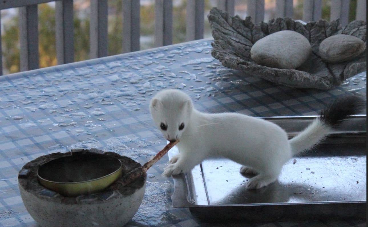 Tikun nokasssa oli ollut siian pää, jonka kärppä oli kuljettanut hetkeä aikaisemmin parempaan talteen.