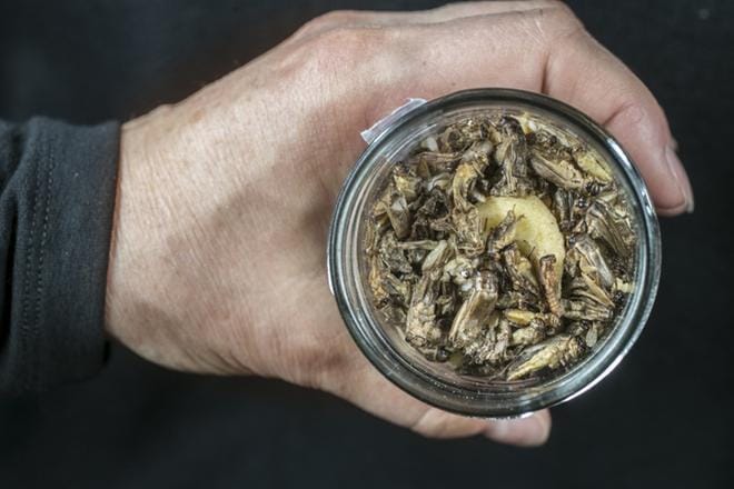 Hyönteisiä ruoaksi? Maailmalla arviolta kaksi miljardia ihmistä käyttää hyönteisiä ravinnoksi, mutta Euroopassa se on vielä harvinaista.