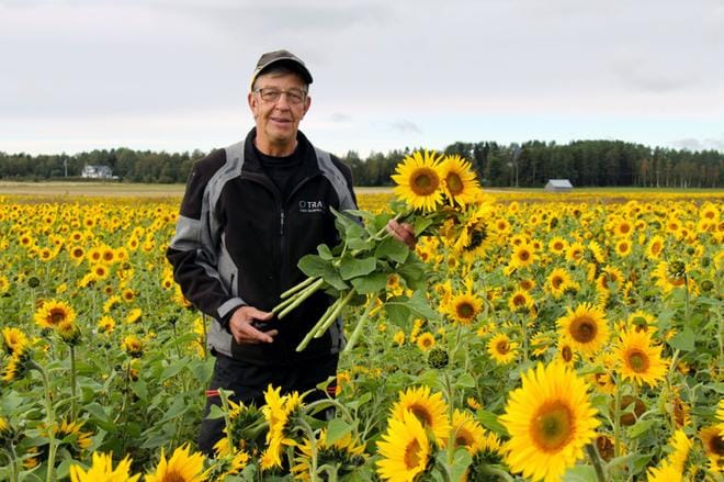 – Kukkia saa kuka tahansa tulla poimimaan omaksi ilokseen. Vahvan varren saa helpoiten poikki veitsellä, alahärmäläinen Kari Kivihuhta neuvoo auringinkukkapellollaan. KUVA: MIA KÄRKKÄINEN