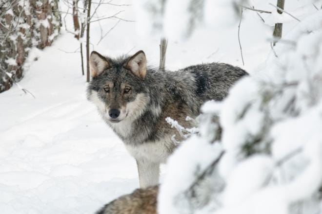 Susikanta on kasvanut Pohjois-Pohjanmaan suunnalla vasta viime vuosina, ja siksi pannoituksia keskitetään läntisessä Suomessa sinne. KUVA: FELIX ANDRE SKULSTAD