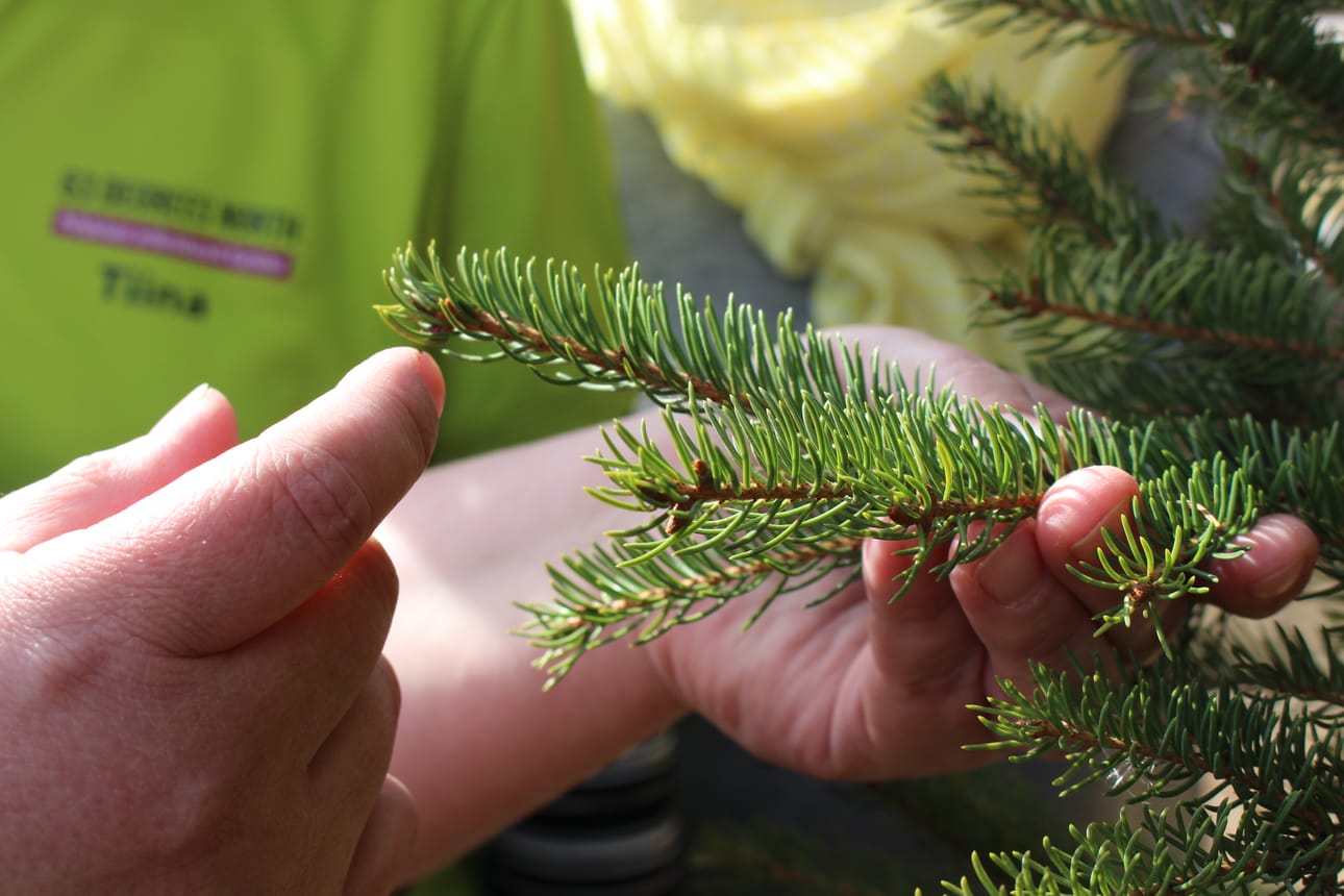 Kuusenkerkkä on kuusenoksaan kasvava uusi vuosikasvusto. Tämän vuoden kasvu ei ole vielä alkanut, mutta kerkät joutuvat lämpimänä keväänä nopeasti.