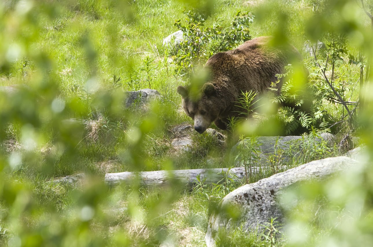 Suurriistan virka-apuryhmä ei löytänyt Kuivasjärveltä selviä karhun jälkiä torstai-iltana. Kuvituskuva ei liity tapaukseen.