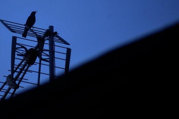 Linnuilla näyttää olevan erittäin suuri merkitys siihen, miten tyytyväinen ihminen on elämäänsä. Seikka vaikuttaa tutkimuksen perusteella selvältä ainakin 26 Euroopan maassa, myös Suomessa. KUVA: Jami Jokinen