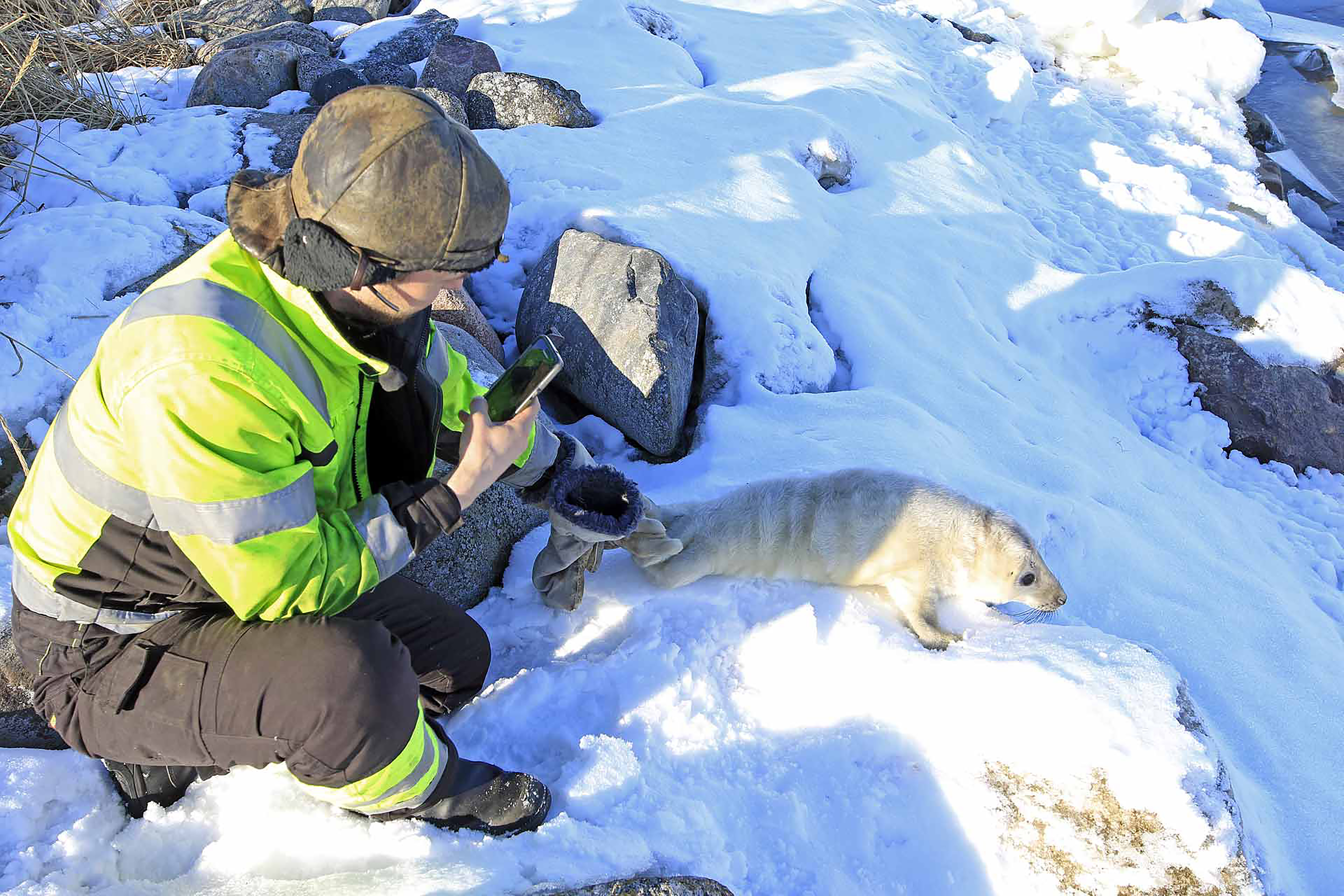 Jyri Honkanen ja kuvan ottanut Tuomo Annunen tarkistivat, etteivät esimerkiksi merikotkat olleet hätyytelleet poikasta.