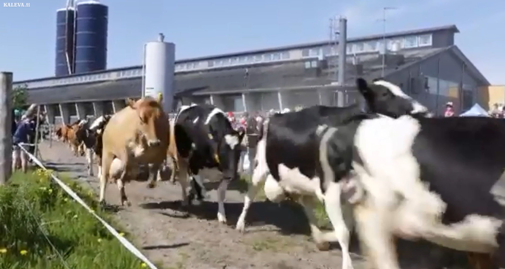 Lehmät kirmasivat kesälaitumelle