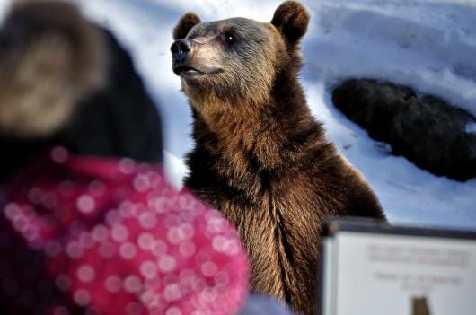 Karhuilla on dikromaattinen värinäkö, joten ne näkevät lähinnä keltaisia ja sinisiä sävyjä. Arkistokuva: Tomi Kosonen