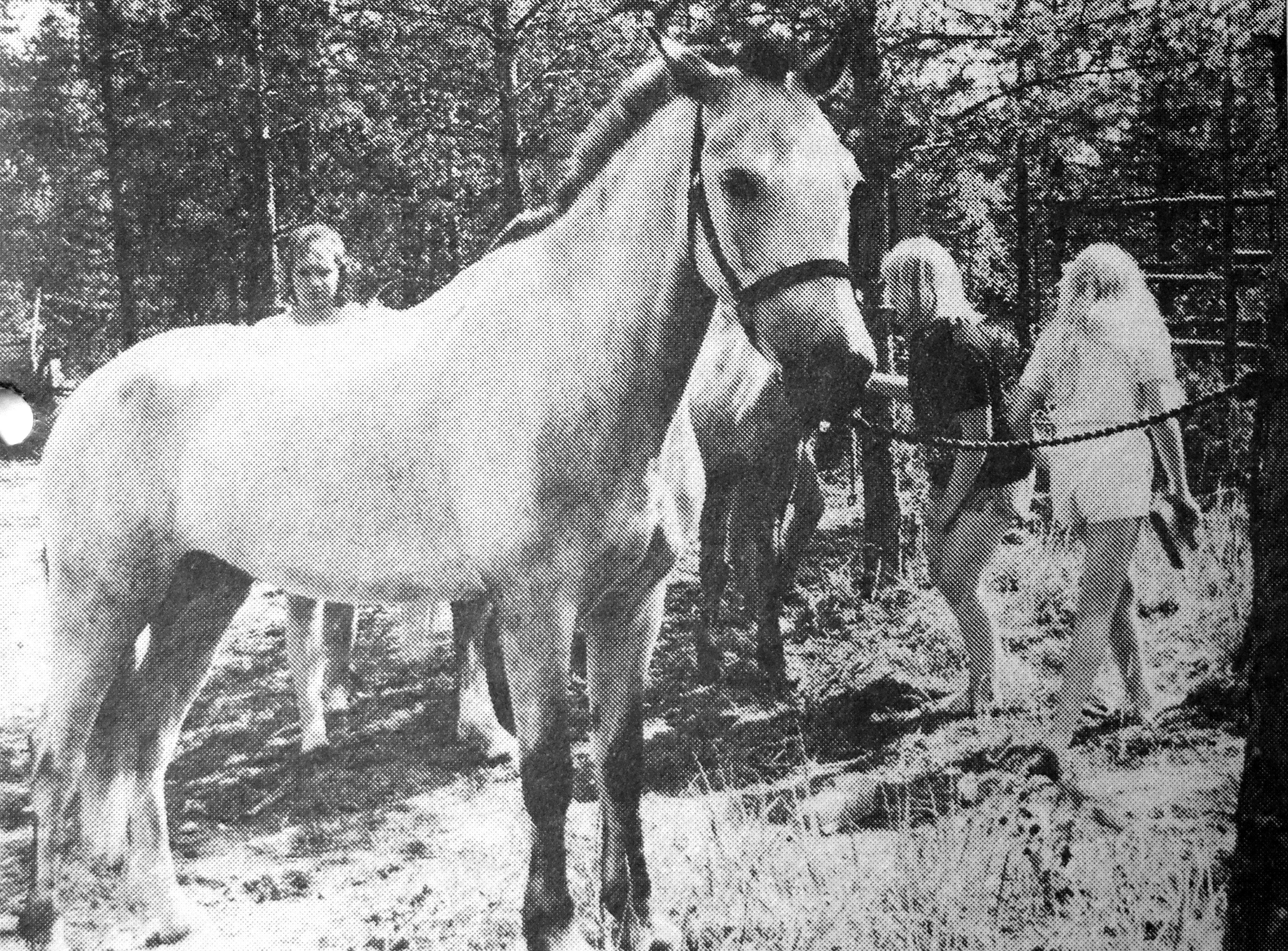 Jurvan Sanomat 3.8.1988: Ratsastusleiriläiset pitivät huolta neljästä hevosesta