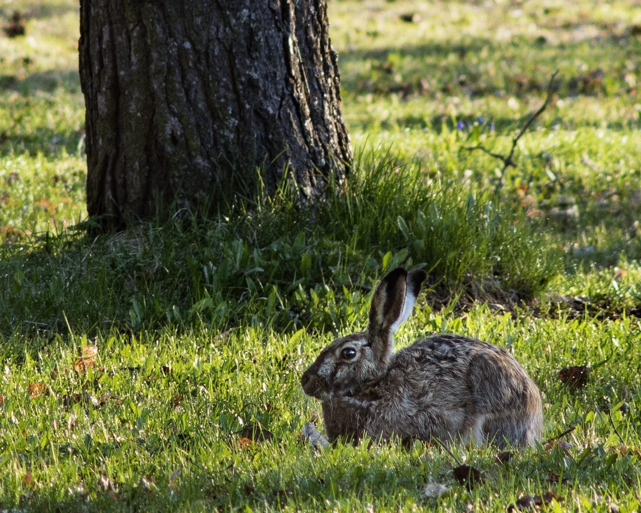 Toisin kuin nimensäkin mukaisesti metsissä viihtyvää metsäjänistä, vieraslaji rusakkoa näkee Järviseudullakin paljon pihapiirien liepeillä.