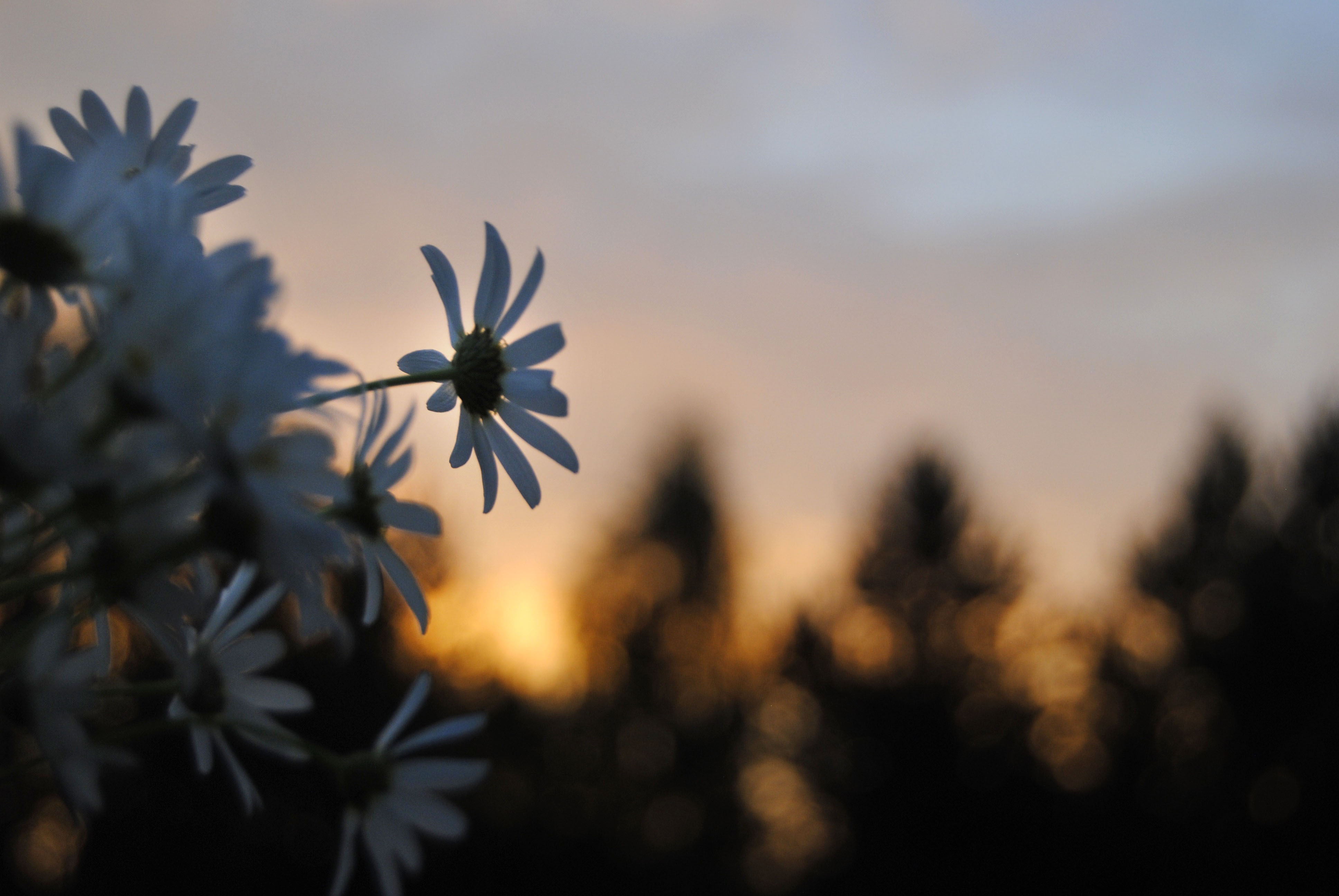 Kotipihan auringonlasku ja päivänkakkarakimppu. Kuva Vilma Heikkonen