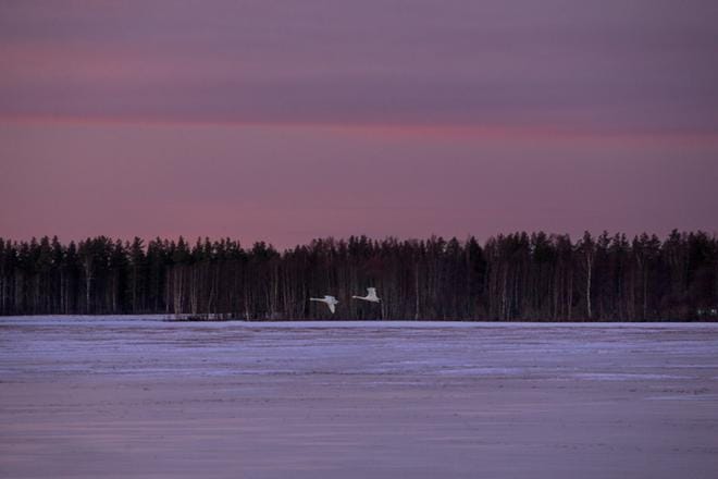 Tässä menee kuntaraja. Lukija saa itse päätellä, mikä osa kuvassa näkyvästä pellosta ja metsästä on Vaasaa, mikä Mustasaarta, sillä kuntaraja ei maastossa näy missään. Poistetaanko kuntaraja kartoistakin, siitä päätetään muutaman viikon kuluessa. KUVA: MINNA ANTILA