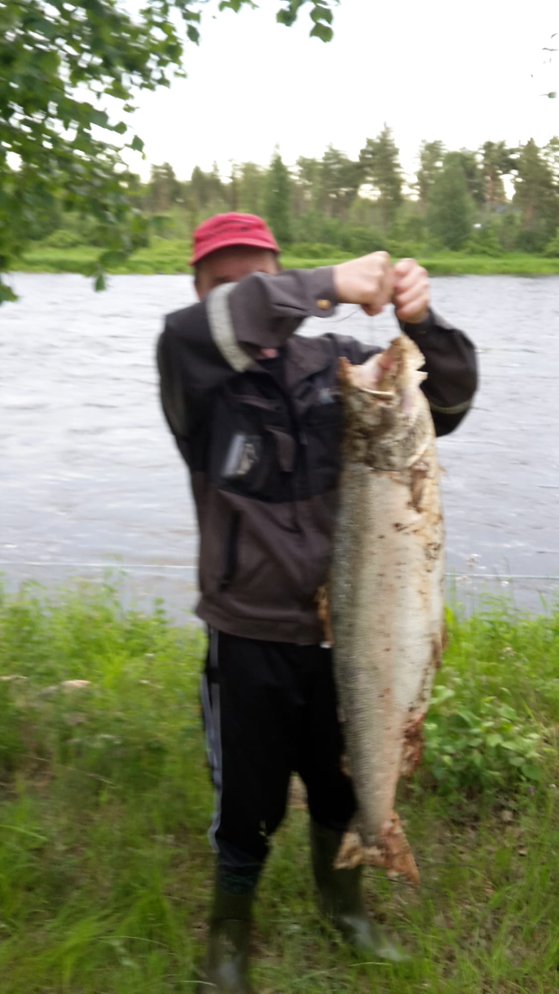 Tällainenko on siirtolohen kohtalo?