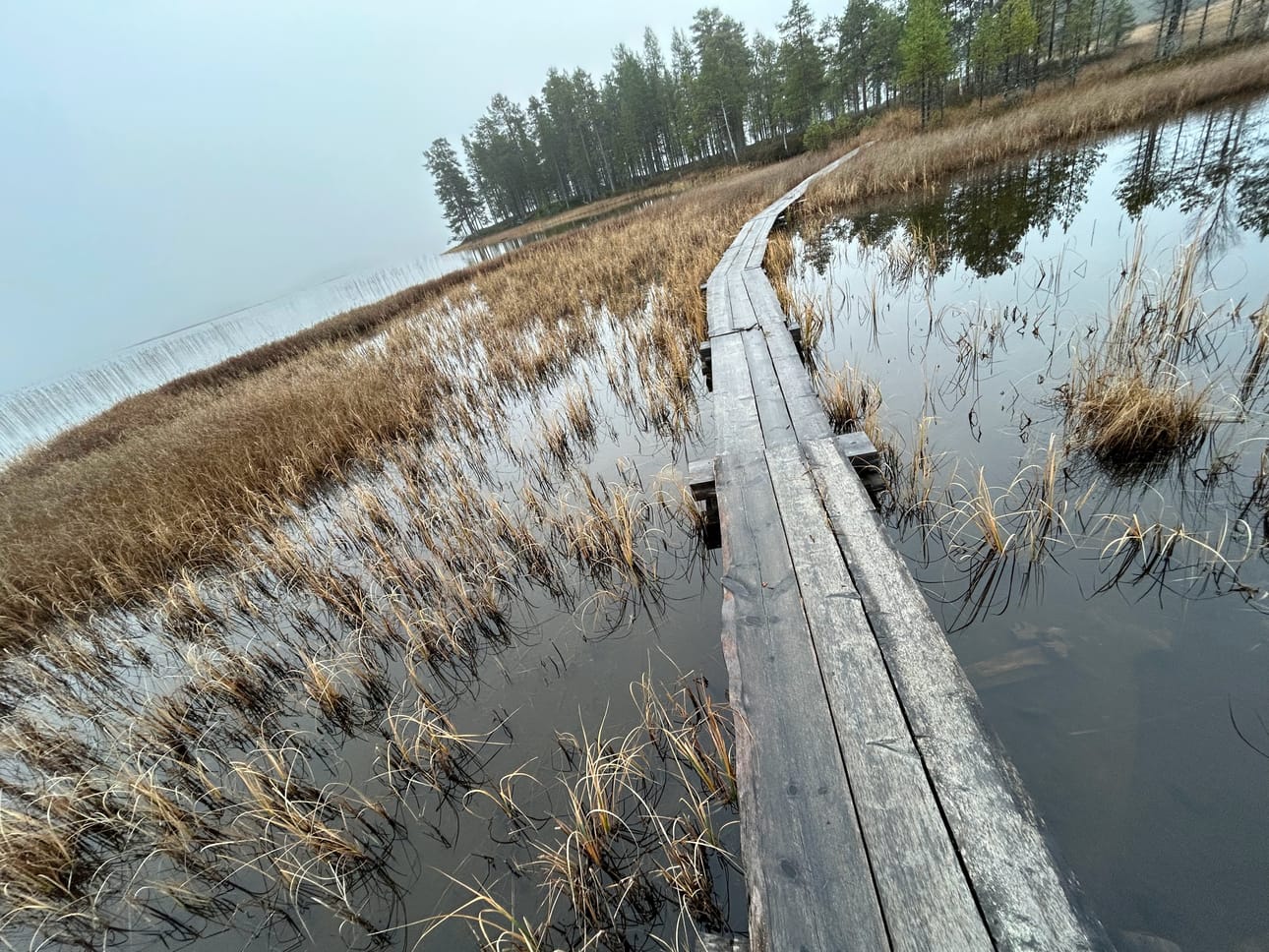 Livohkan lähellä on myös hyväkuntoiset, leveät pitkokset.