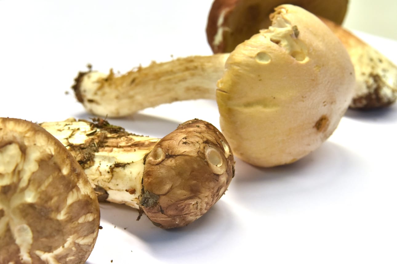 Irma Hautala löysi kaksi matsutake-sientä (vas.) sekä kehnäsienen ja herkkutatin Kylmäluomalta.