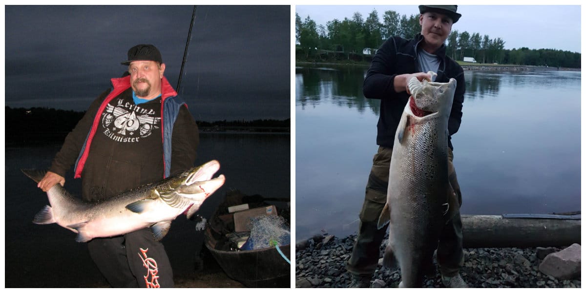 Merikoskesta nousi sunnuntain ja maanantain välisenä yönä ensin 19,5-kiloinen (vas.) ja sitten 18,3-kiloinen suurlohi.