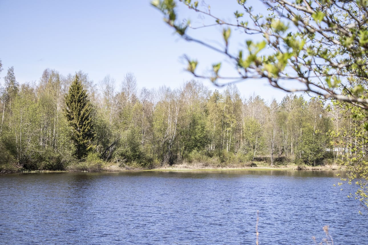 Narikkaperän alue nykyisin. Rantapusikko kätkee sisäänsä asuinrakennusten ja sahan kivijalat ja rauniot.