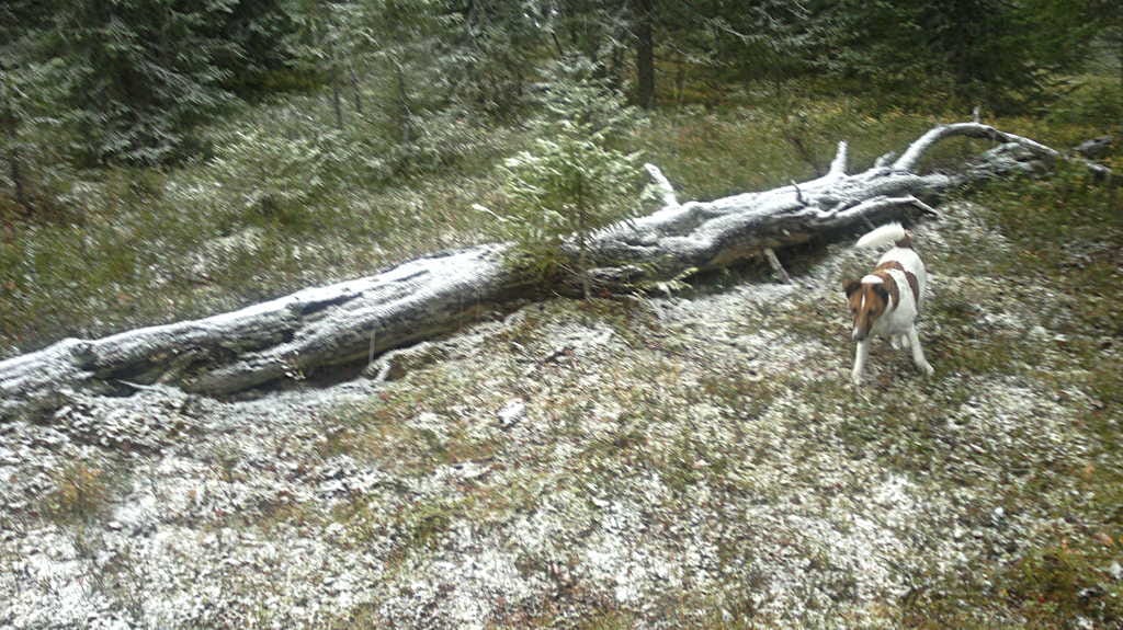 Sanni-koira ihmetteli ensilunta sunnuntaiaamuna Posiolla.