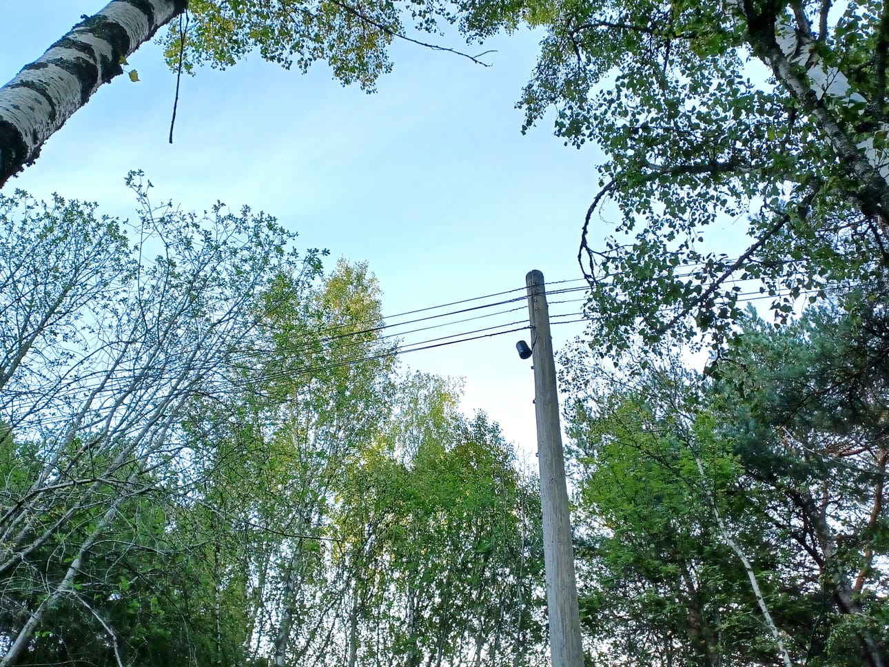 Kantakaupungissa ruotsinkielisen yläkoulun viereisellä metsäalueella olivat puhelinpylväät pystyssä vielä tänä aamuna.